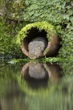 European water vole