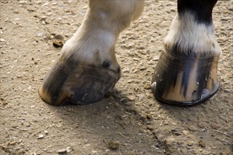 Shows horse hoof with newly fitted hoof shoe