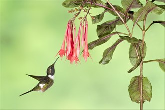 Purple-throated Woodstar