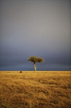 View of lone tree in grassland habitat with stormclouds