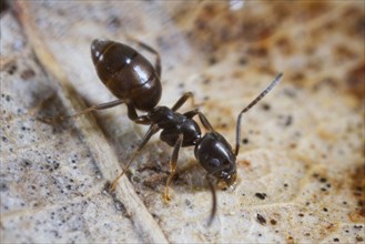 Adult adult ant