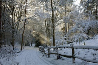 Snow-covered forest path near Farnham