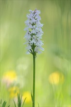 White moorland spotted orchid