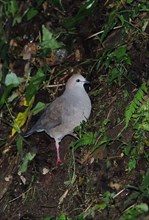 Grey-breasted Pigeon