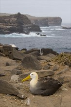 Waving albatross at the nest on Espanola Island