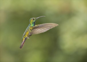 Green-breasted mango