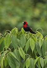 Crimson-necked tanager