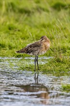 Black-tailed Godwit just moulting out of summer plumage