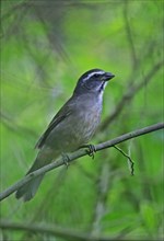 Green-winged Saltator