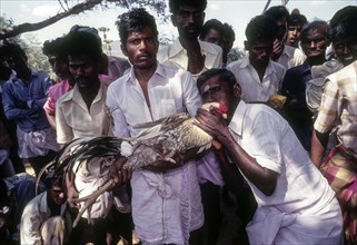 Cock Fighting near Madurai