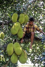 A Man Harvesting the jack Fruit