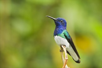 White-necked Jacobin