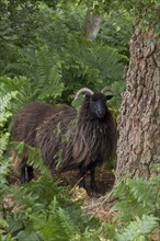 Hebridean sheep