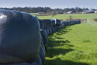 Large silage bales wrapped in black plastic