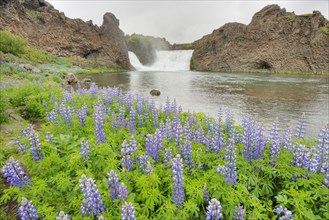 View of waterfall with flowering lupines on the riverbank