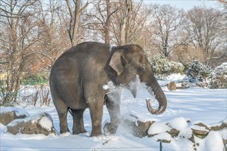 Elephant playing in the snow