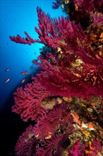 Mediterranean Fan Coral