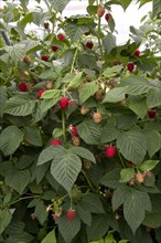Raspberry plant called Driscoll Cardinal. The new variety differs from other raspberry varieties by its firm and very consistent fruit in terms of