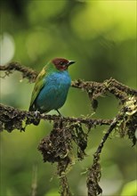 Brown-headed tanager