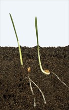 Wheat seeds germinating in a glass-sided container and showing root and air development