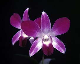 Orchid Dendrobium Sonia