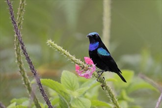 Black nectarbird