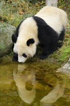 Giant Panda