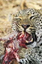 Leopard eats impala