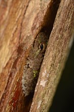 Adult tubercle shrub frog