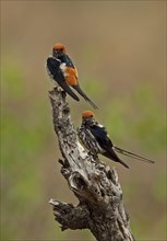 Lesser Striped-swallow