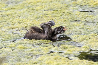 Downy young Little Grebe