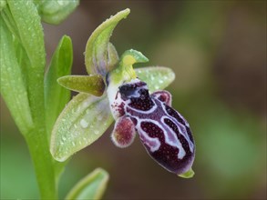 Cypriot cyprus bee orchid