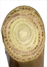 Section through the pseudo-stem of a banana with densely packed leaves forming the structure