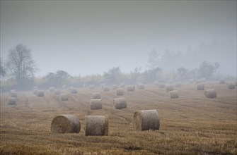 Round bales of straw in a stubble field on a rainy and misty day