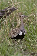 Red Crested Bustard