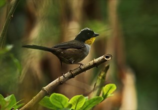 Adult White-naped Bush Finch