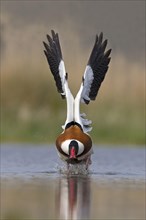 Common Shelduck