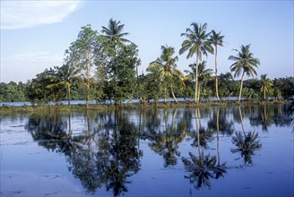 Coconut trees with reflection