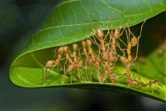 Asian Weaver Ant