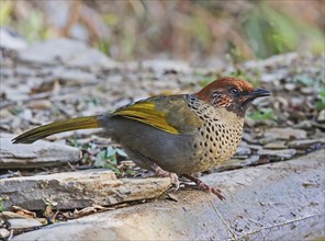 Chestnut-crowned Laughing Thrush