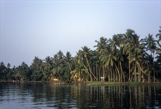 Coconut trees at water's edge
