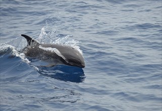 Broad-beaked dolphin