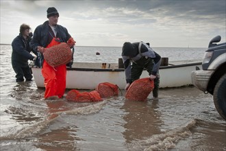 Licensed cockle pickers unloading from boat after picking from cockle beds