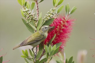 Tennessee tennessee warbler