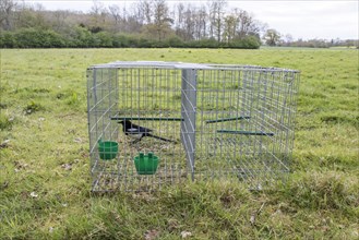 Larsen trap for catching magpies and other Corvidae