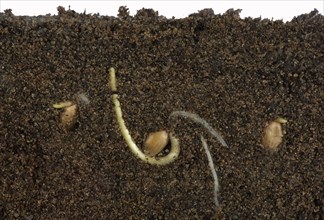 Wheat seeds germinating in a glass-sided container and showing root and air development