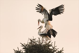 At sunrise a male white stork lands with wings spread on the female standing in the nest for mating