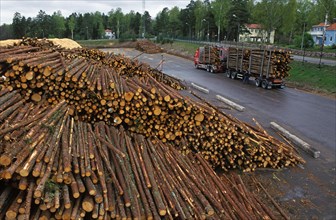 Stacks of felled tree trunks and transport trolleys at the pulp mill