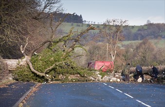 Clearing fallen tree from road after being blown over in wind