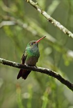 Adult Red-tailed Hummingbird